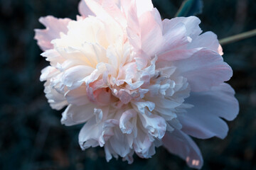 Tender pink peony in the garden against a background of dark leaves, toned effect.
