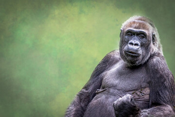 A male gorilla making a fist