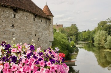 Fototapeta na wymiar pansy flowers in front of a river and old house in chablis