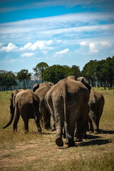 Obraz premium elephant roaming in Kenya Africa