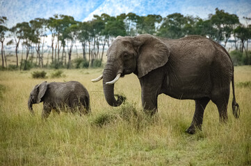 Naklejka na ściany i meble elephant roaming in Kenya Africa