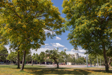Obraz premium City park in barcelona with trees