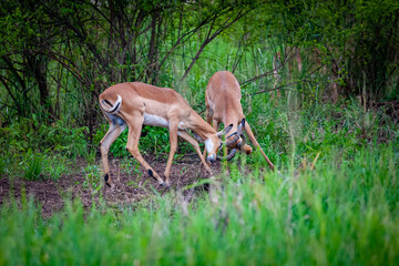 A pair of young sparring impalas fighting for dominace of the herd