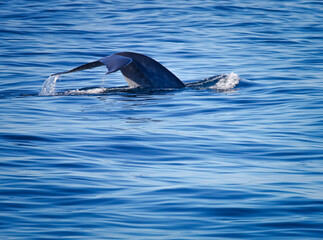 Blue whale dives down in a fluking motion.