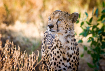 Cheetah looking left for danger