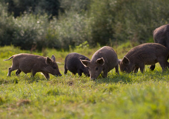 piglets graze in the grass