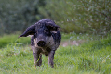 piglets graze in the grass