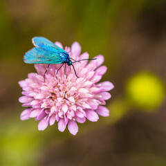 Bright turquoise butterfly Adscita statices on a pink flower.