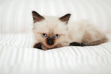 Cute white little kitten with black ears is snuggled up in a white bed while trying to sleep. Cat pet looking at camera