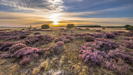 Beautiful landscape scenery of heathland
