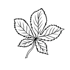 Chestnut leaf in doodle style. Botanical drawing. Element for cards, posters, stickers and professional design. Hand drawn vector illustration.