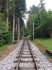 Bahnschienen im Wald 1