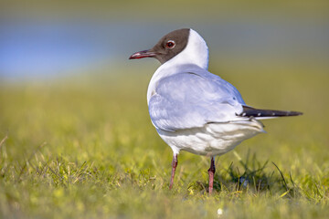 Black-headed gull bird in wetland