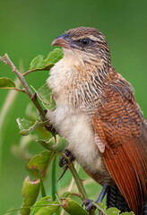 Medium close up of a White bellied go-a-way-bird in Tanzania