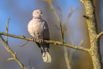 Eurasian collared dove perched on branch