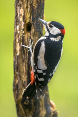 Obraz premium Great spotted woodpecker in portrait