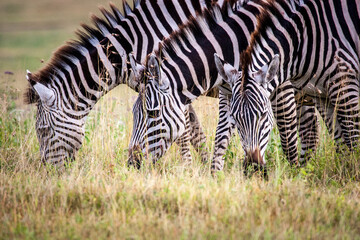 Fototapeta na wymiar Three zebras grazing with heads down.
