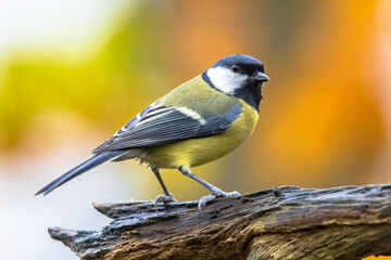 Great tit garden bird perched on branch