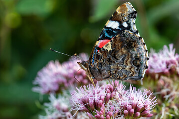 Distelfalter auf Blüte.