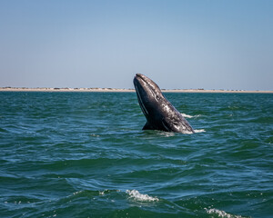 Young gray whale does a spy hop or jump out of water in Mexico