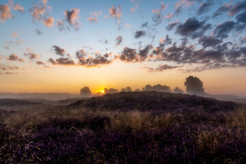 Sonnenaufgang in der Heide.