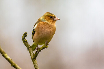 Fototapeta premium Male common chaffinch bird portrait