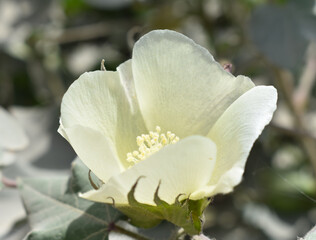 Cotton flower close up