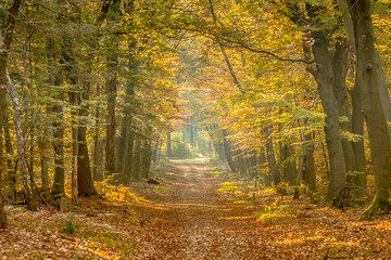 Walkway in hazy autumn forest