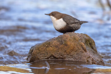 White throated dipper foraging in streaming water