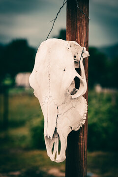 cow skull on the fence