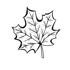 Maple Leaf in doodle style. Botanical drawing. Element for cards, posters, stickers and professional design. Hand drawn vector illustration.