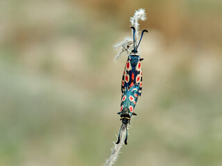 Provence burnet moth. Zygaena occitanica.     