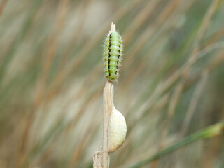 Provence burnet moth. Zygaena occitanica.     