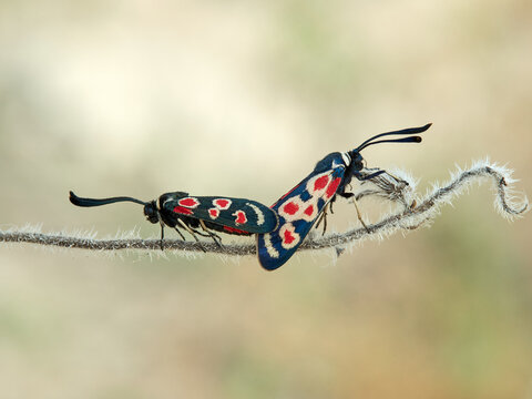 Provence burnet moth. Zygaena occitanica.     