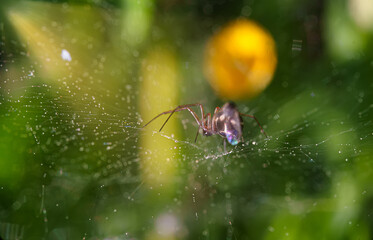 Spider sits on a web and waits for prey.
