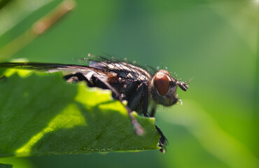Macro shot of Flesh fly on the leaf. Sarcophagidae.