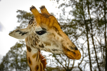 Obraz premium Giraffe roaming in Kenya Africa