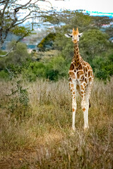 Giraffe roaming in Kenya Africa