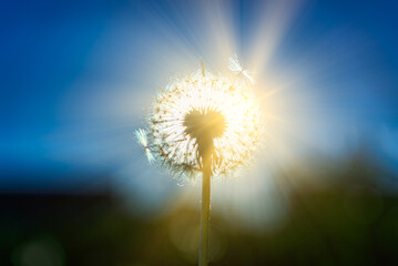 Fototapeta premium View of common dandelion. Taraxacum officinale.