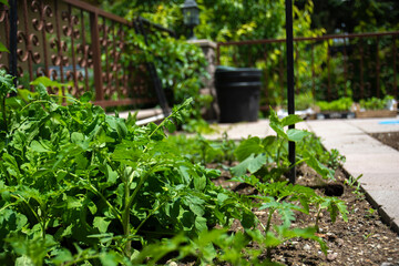 tomato seedlings grown in the garden. Selective Focus Seedlings