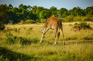 Naklejka premium Giraffe roaming in Kenya Africa