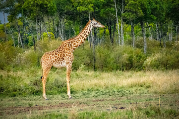 Giraffe roaming in Kenya Africa