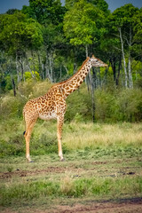 Giraffe roaming in Kenya Africa