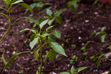 pepper seedlings grown in the garden. selective focus.