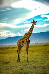 Giraffe roaming in Kenya Africa