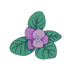 Violet flowers drawn by a line. Violet flowers and leaves on a white background. Vector illustration.