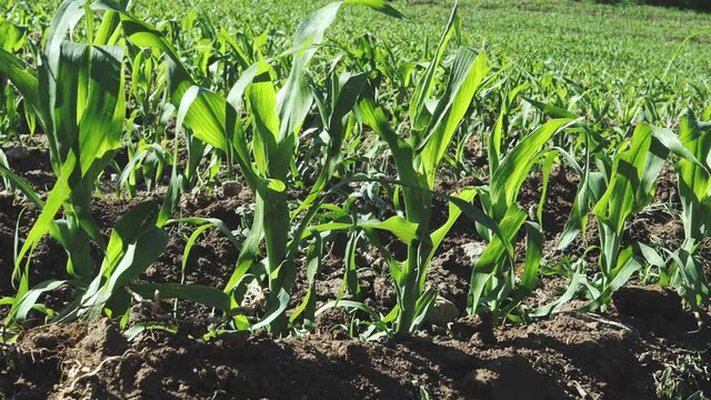 a close-up of vibrant green young corn plants, seedlings on dark brown fertile, moist soil. Corn field, warm spring day, growing corn in an agricultural field
