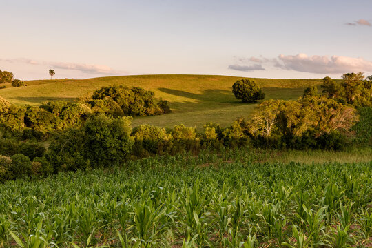 Paisagem do Pampa ga&uacute;cho, lavoura de milho em meio as &aacute;rvores no sul do brasil.