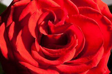 Red big fresh rose bud close up