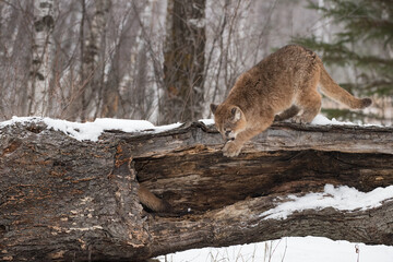 Female Cougar (Puma concolor) Bats at Sisters Tail Inside Log Winter